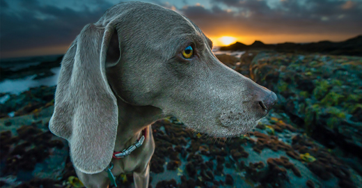 Why Kelp is the Next Big Thing for Your Dog’s Health