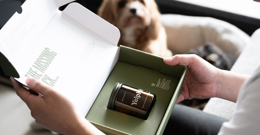 YelpKelp: The Ultimate Superfood for Dog Health