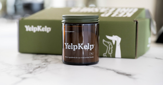 YelpKelp: Revolutionising Pet Health and Wellness