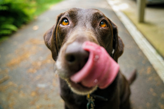 8 THINGS TO KNOW ABOUT IODINE DEFICIENCY IN DOGS