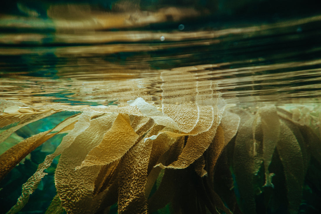 DOES SEAWEED HAVE THE POTENTIAL TO SAVE THE PLANET?