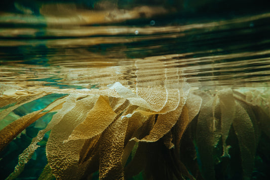 DOES SEAWEED HAVE THE POTENTIAL TO SAVE THE PLANET?