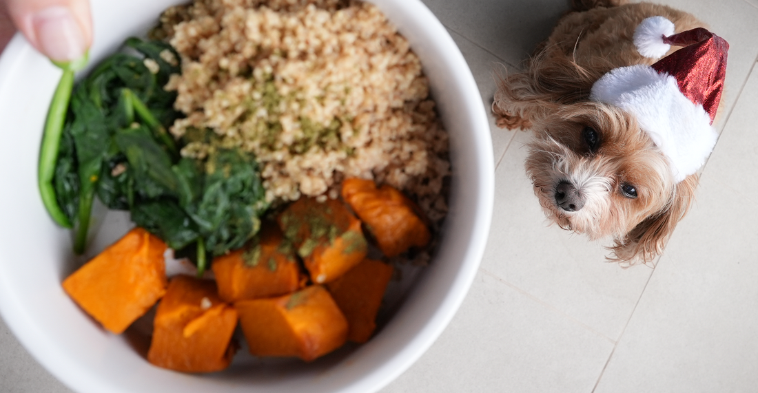 Celebrate Christmas with Your Dog: Turkey & Pumpkin Delight